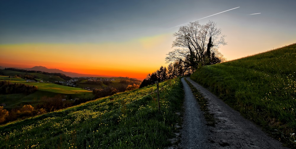 green grass and bare trees