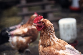 A close-up of a brown chicken with a red comb. In the background, there is another chicken slightly out of focus. The setting appears to be a farmyard, with blurred elements that suggest a rustic environment.
