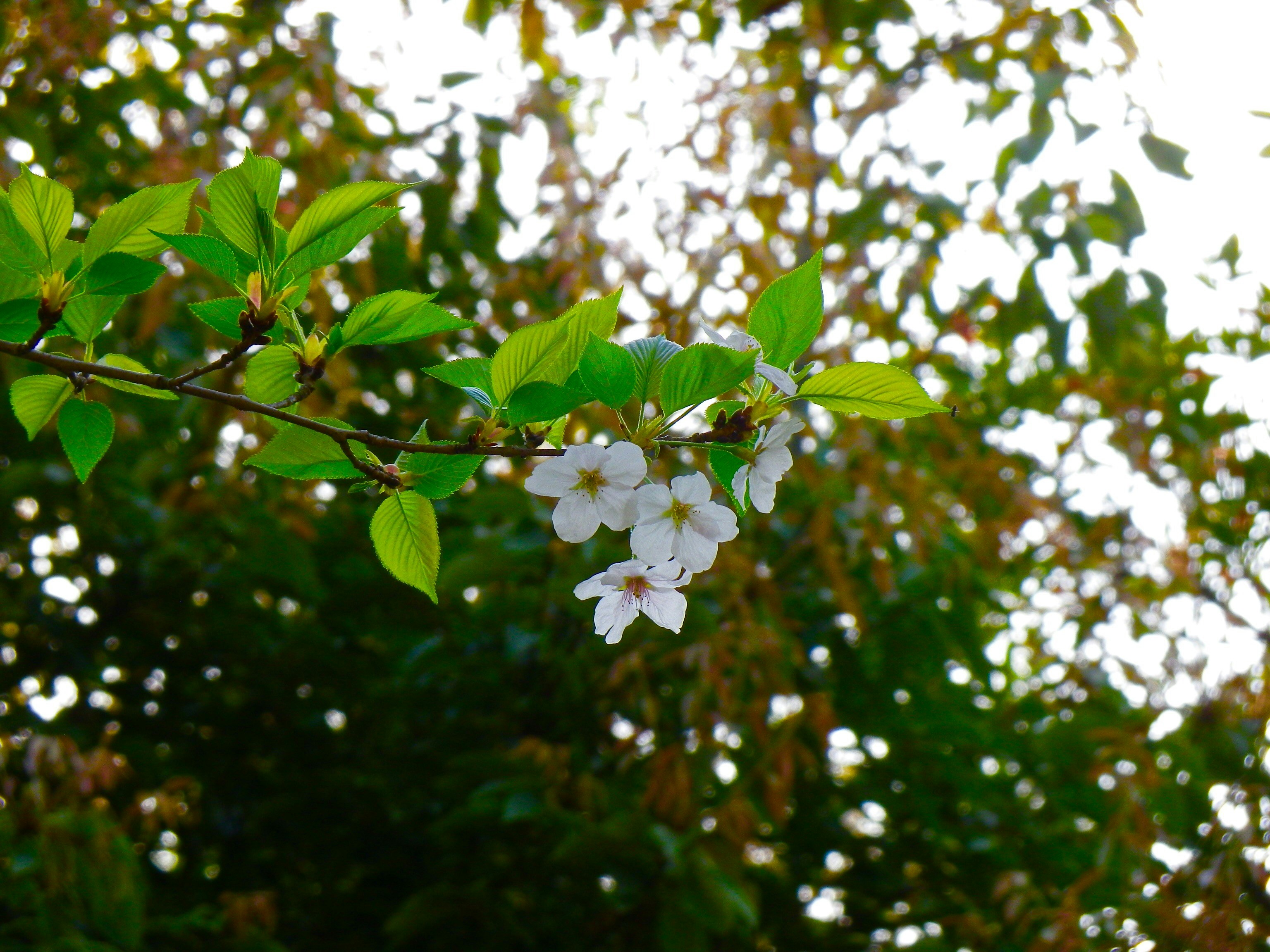 Free Unsplash photo from Mayu Yamamura