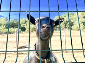A friendly goat on the farm looking toward the camera.