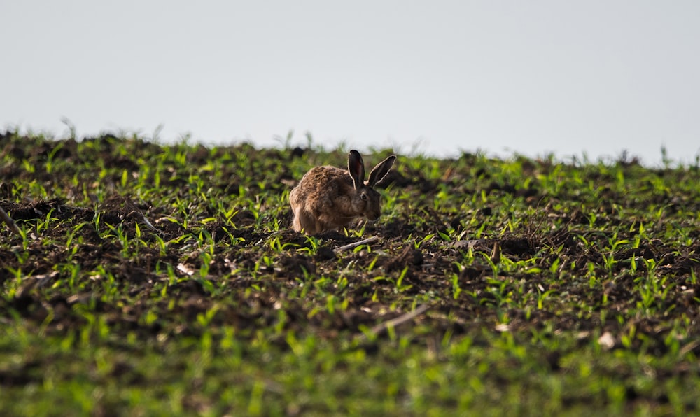 Fotografía de enfoque selectivo de conejo marrón