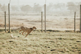 A cheetah sprinting across the golden grasslands.