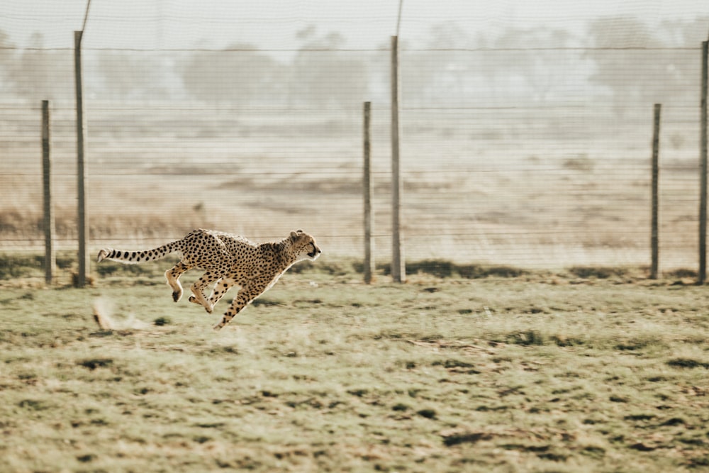 Gepard läuft auf brauner Wiese