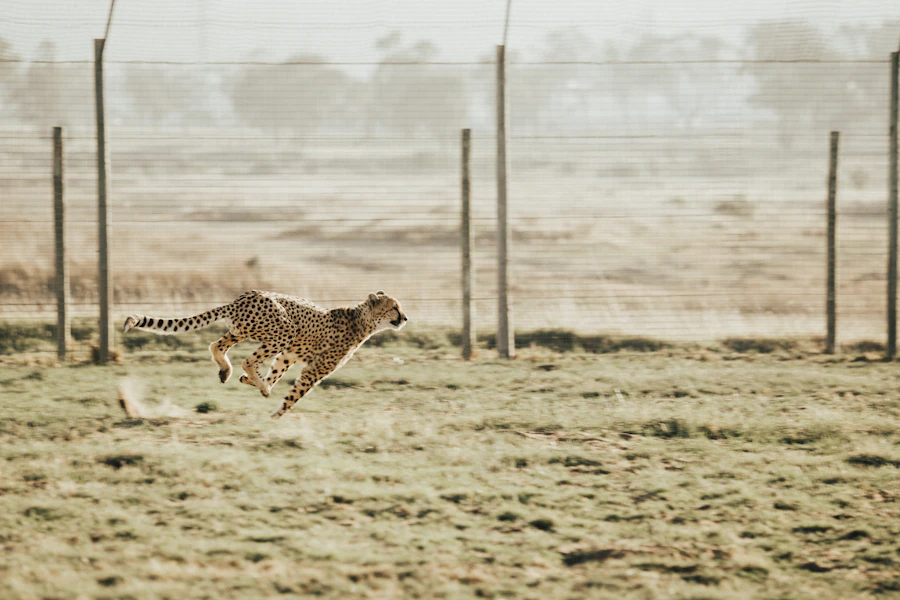 A cheetah sprinting across open dry grassland