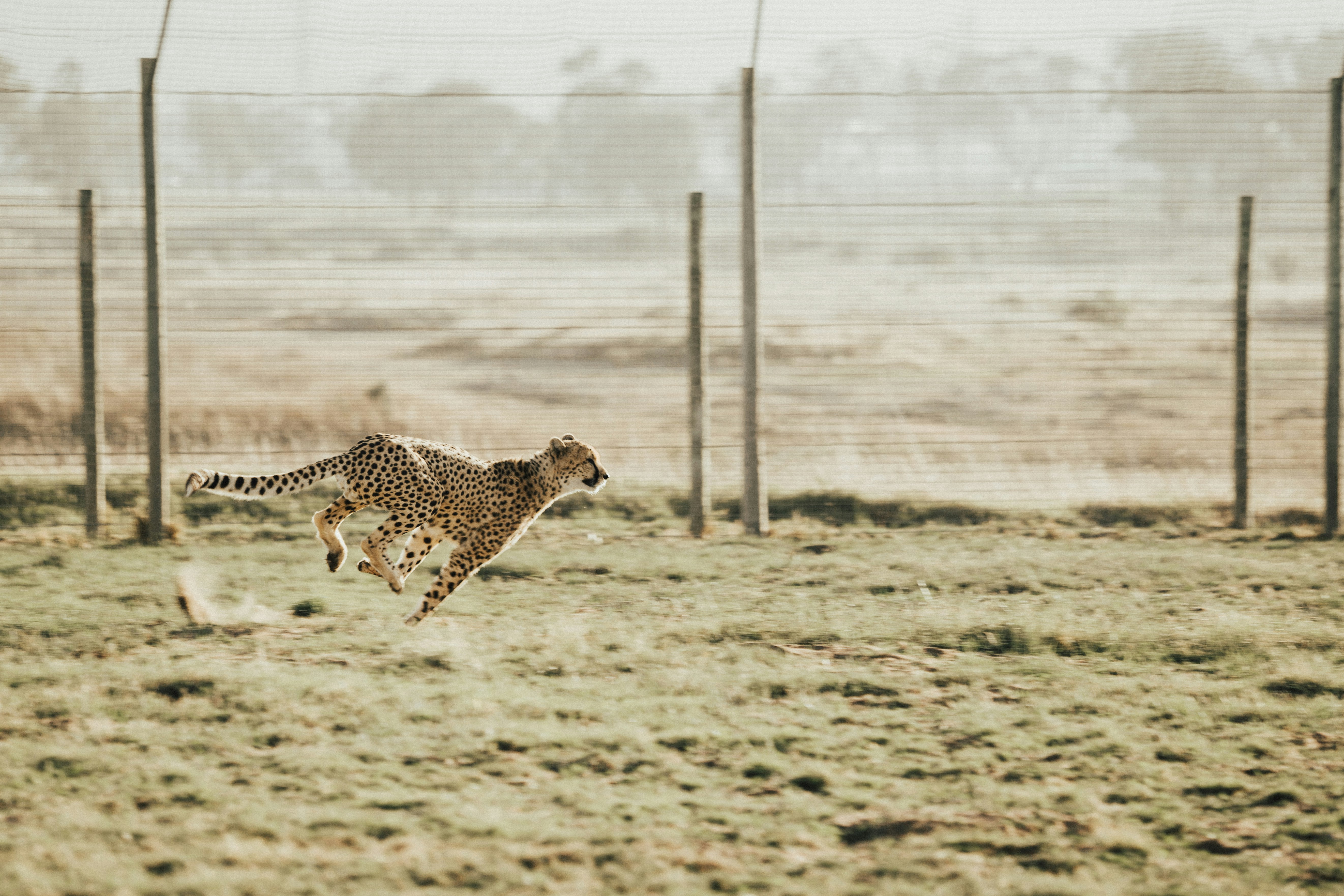 cheetah running on brown field