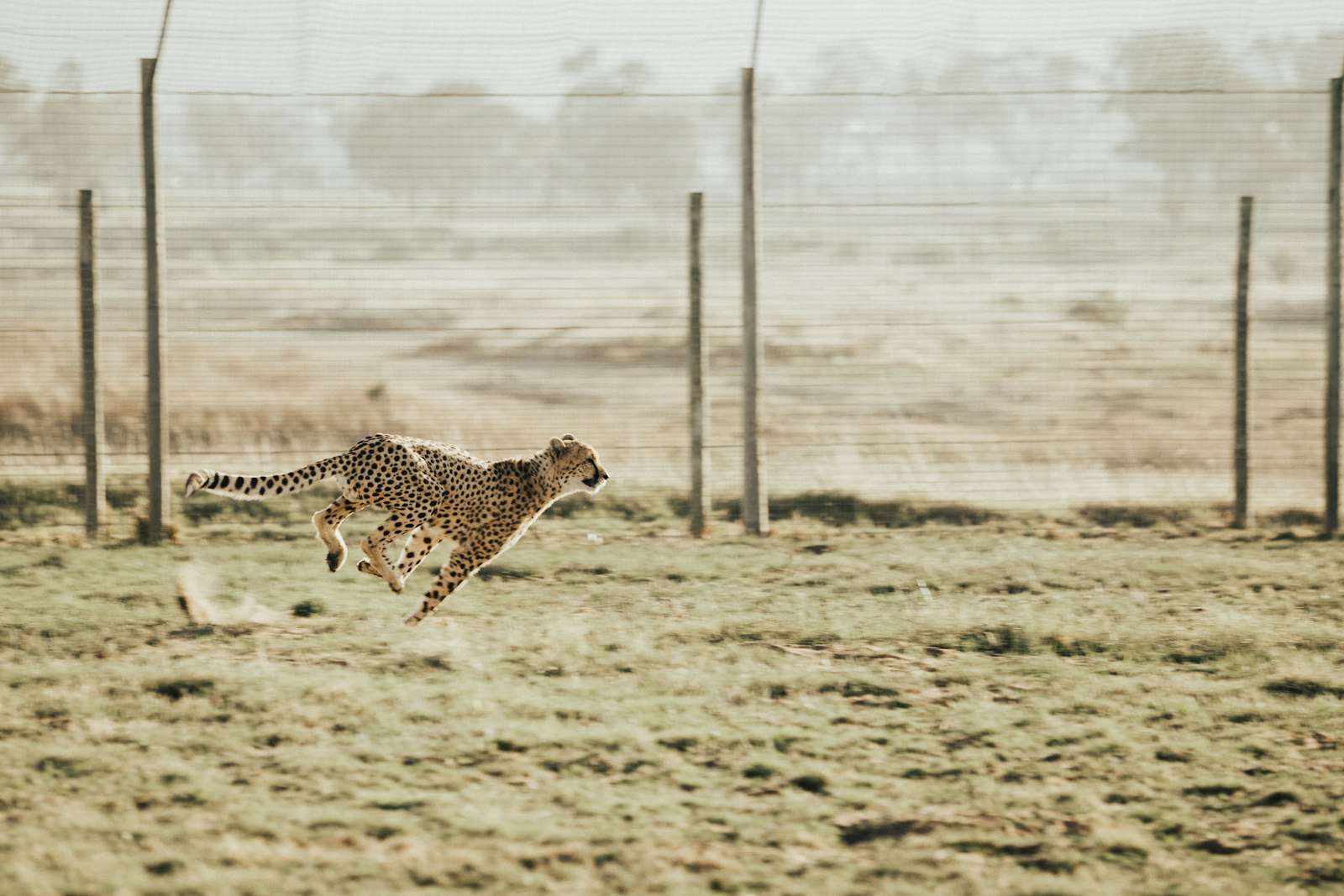 Canon EOS 6D + Canon EF 70-200mm F2.8L USM sample photo. Cheetah running on brown photography