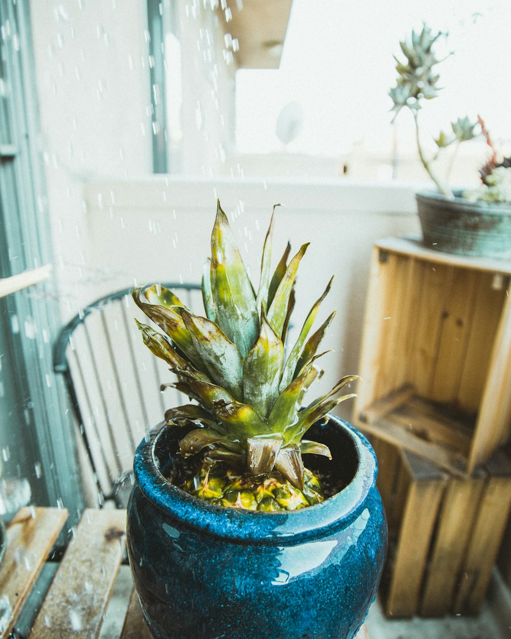 a potted plant sitting on top of a wooden table