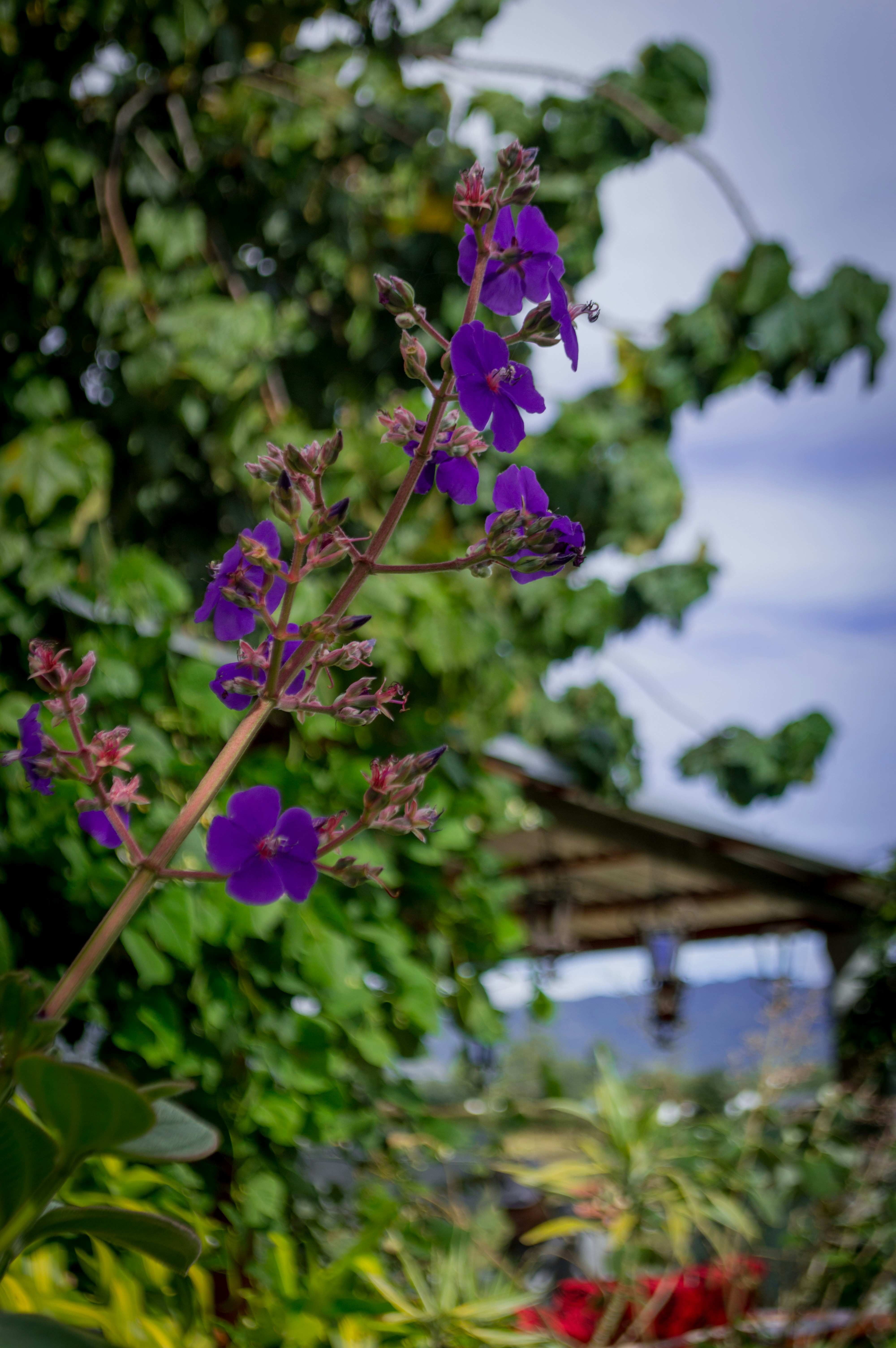 Free Unsplash photo from David Cortes