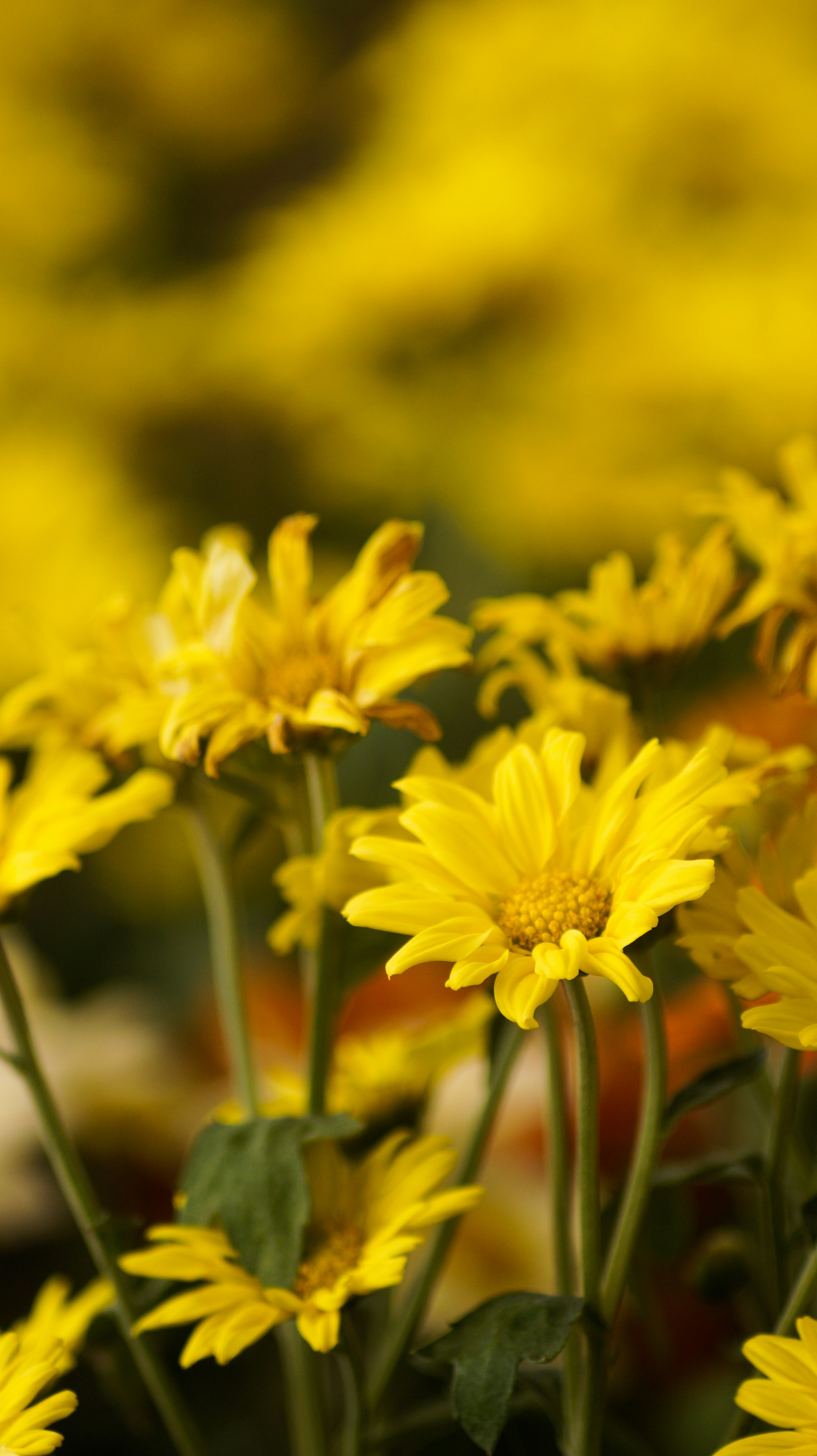 Free Unsplash photo from albaz alba