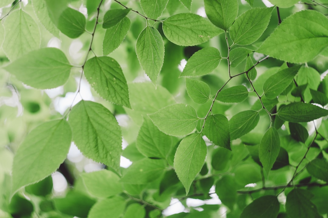 green leafed tree during daytime