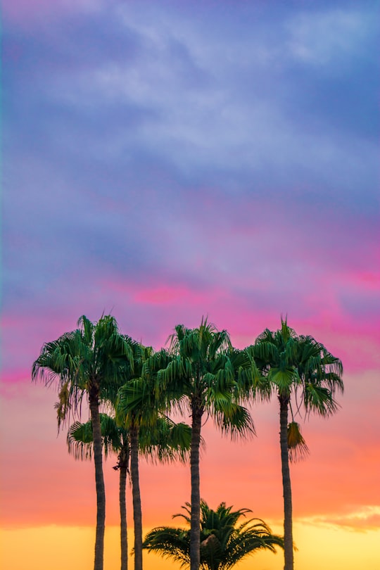 green leaves tree under blue sky during golden hour in Playa del Inglés Spain