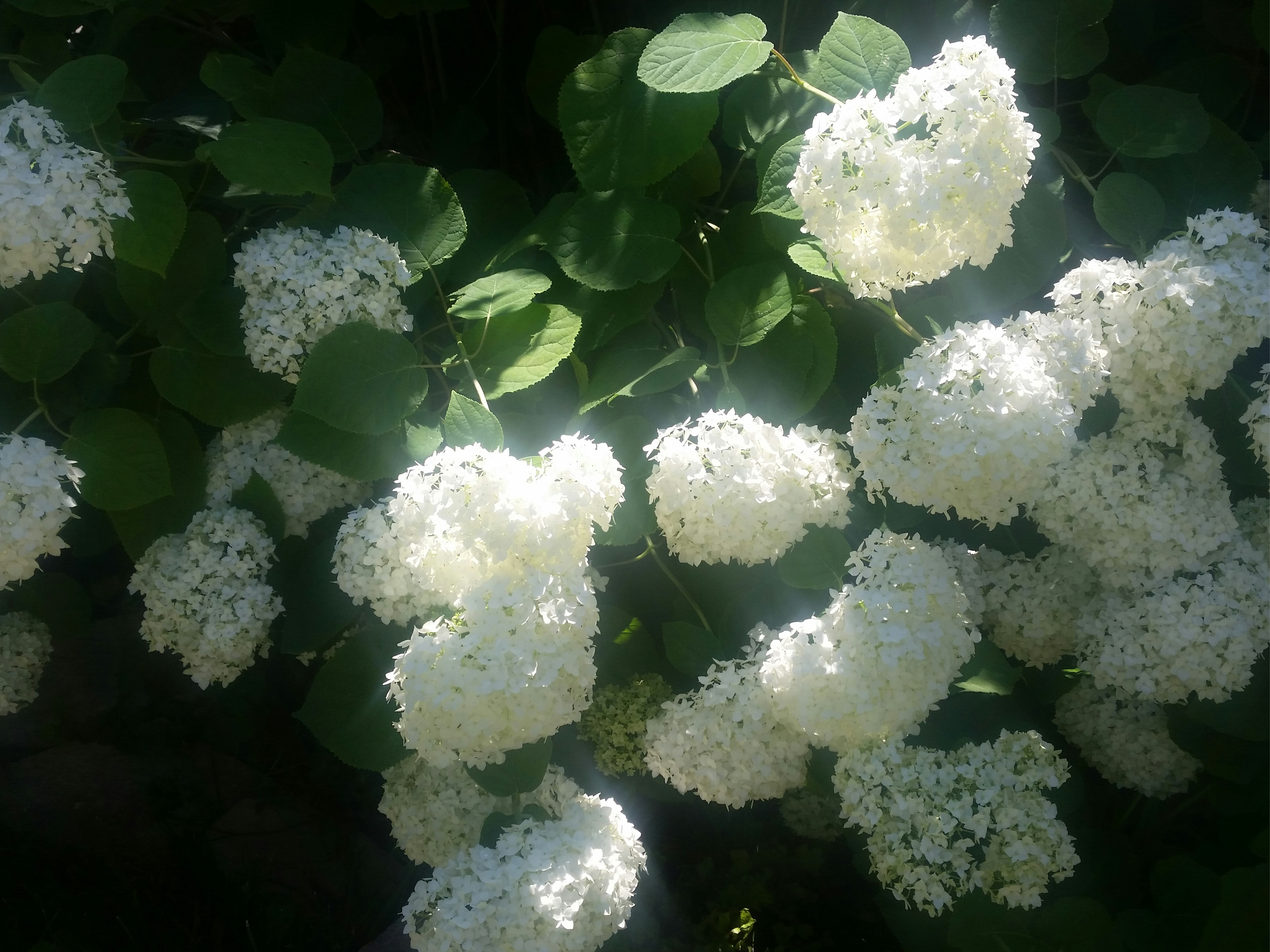 Free Unsplash photo from Sydney Wippman