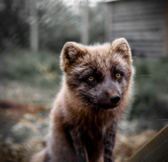 brown fox in Westfjords Region Iceland