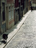 The dog exploring a cobblestone street in a charming European town.