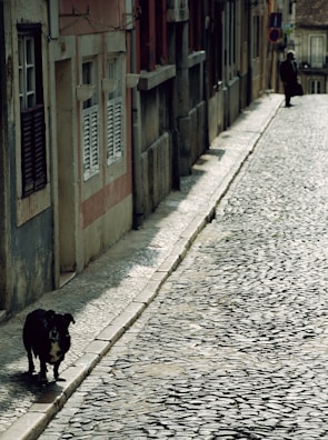 The dog exploring a cobblestone street in a charming European town.
