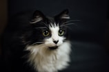 shallow focus photography of tuxedo cat