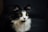 shallow focus photography of tuxedo cat