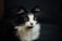 shallow focus photography of tuxedo cat