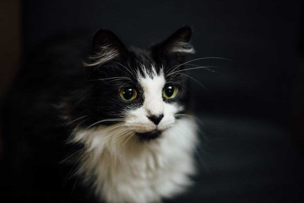 shallow focus photography of tuxedo cat