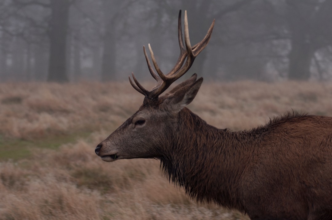 Wildlife photo spot Richmond Park Leicester Square