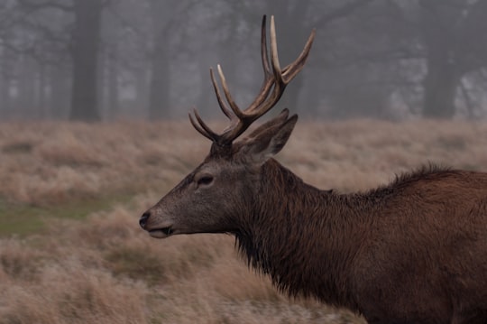 brown deer standing on field in Richmond Park United Kingdom
