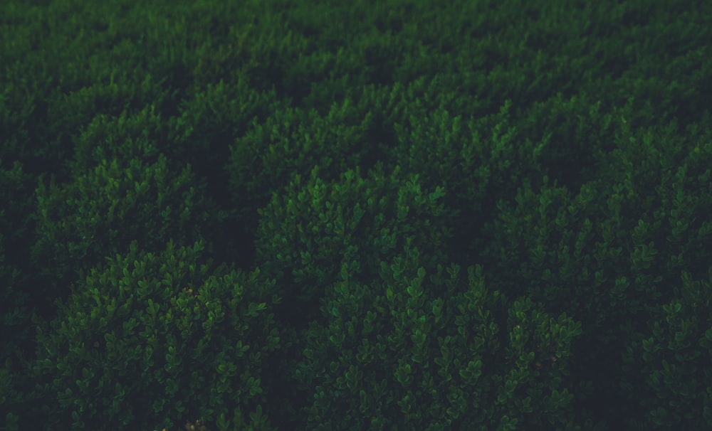 green forest in aerial photography