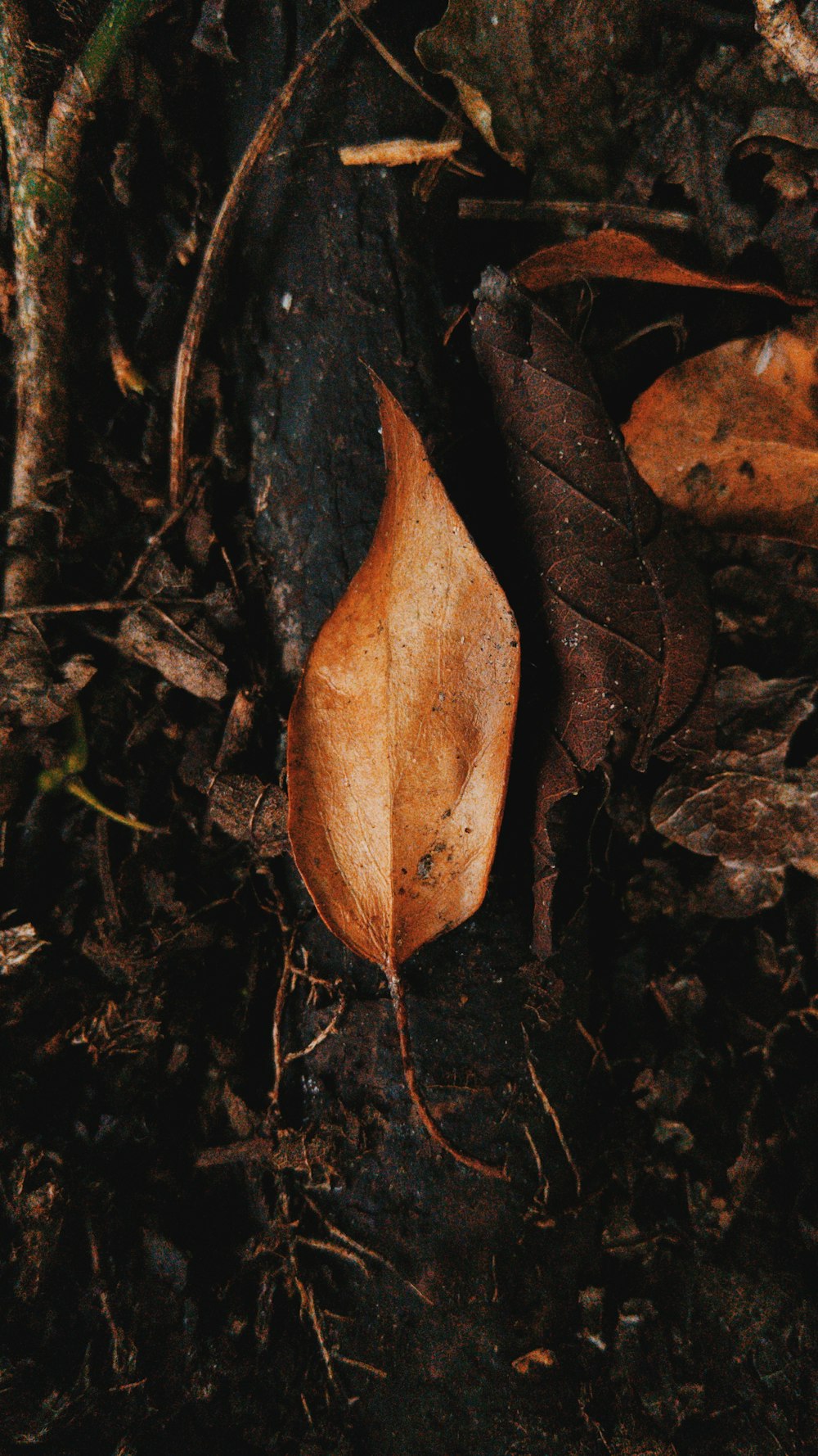 An orange leaf on the ground.