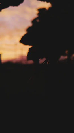 Vibrant tropical sunset sky blending orange, purple, and golden tones over leafy silhouettes.