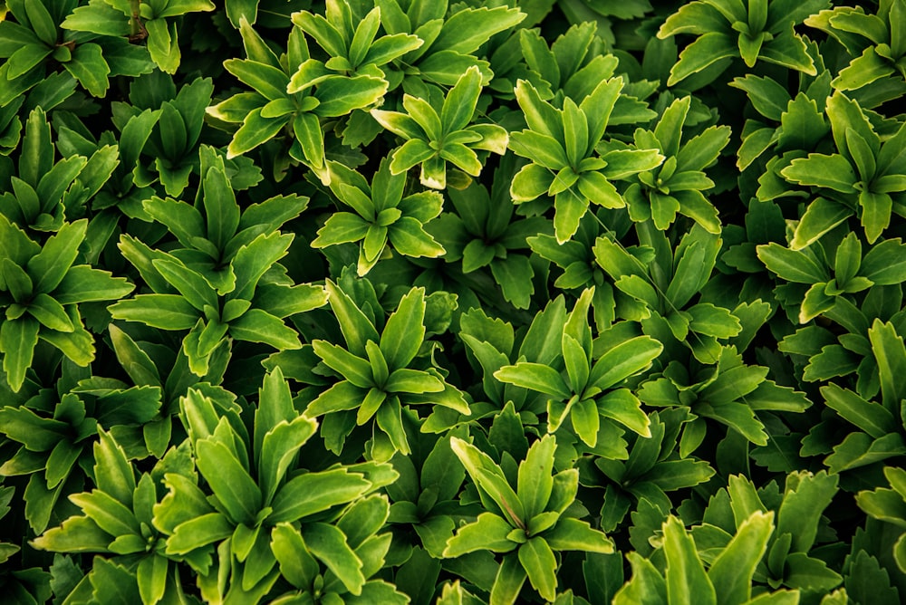 green-leafed plant