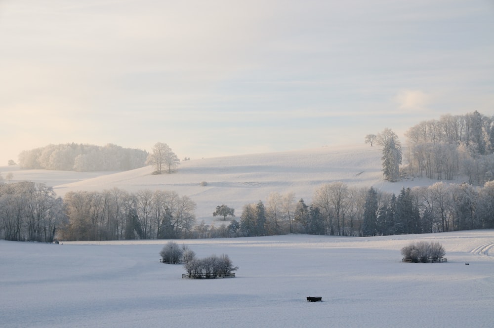 snow covered grounds