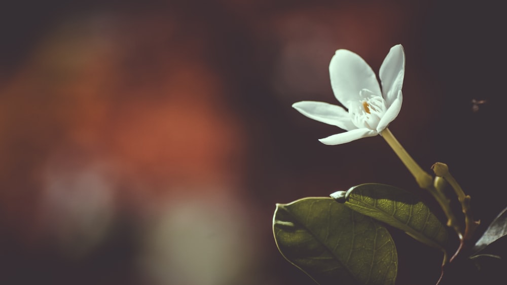 shallow focus photography of white flower