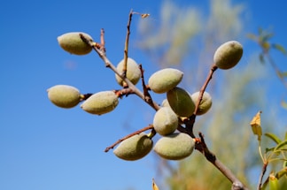 A cluster of unripe almonds is hanging from a branch against a clear blue sky. The almonds are light green with a velvety texture, and the branch is brown with some dried leaves.