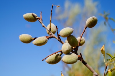 A cluster of unripe almonds is hanging from a branch against a clear blue sky. The almonds are light green with a velvety texture, and the branch is brown with some dried leaves.