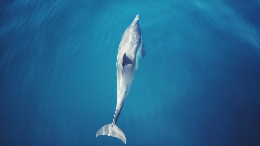 Grauer Delfin schwimmt unter Wasser