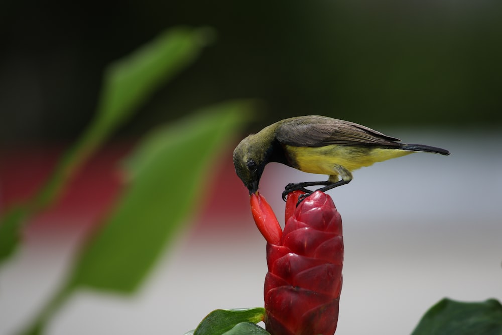 closeup photo of bird on flower