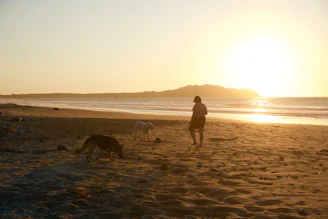 A sunset view of a group walking their dogs along a beach in Puerto Rico.
