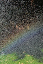 A mist of water droplets suspended in the air creates a spectrum of rainbow colors against a backdrop of dark trees. The ground below appears green with scattered leaves.