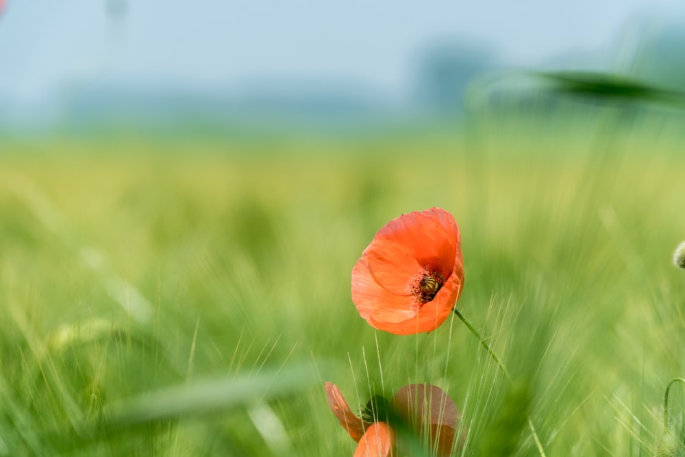 focus photography of orange flower