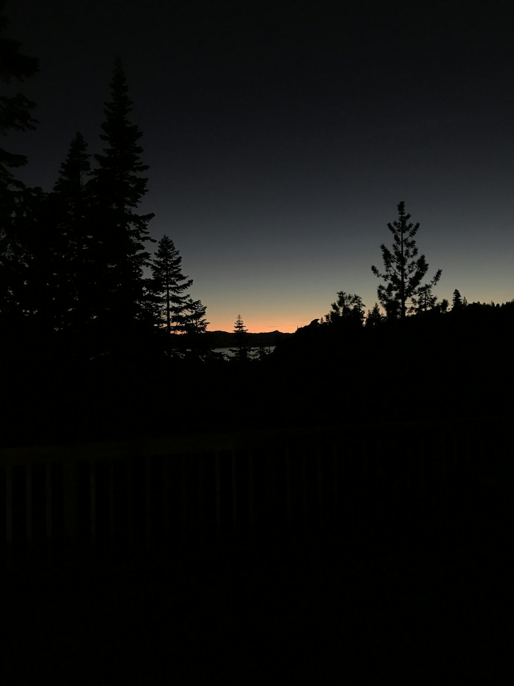 silhouette photography of pine tress