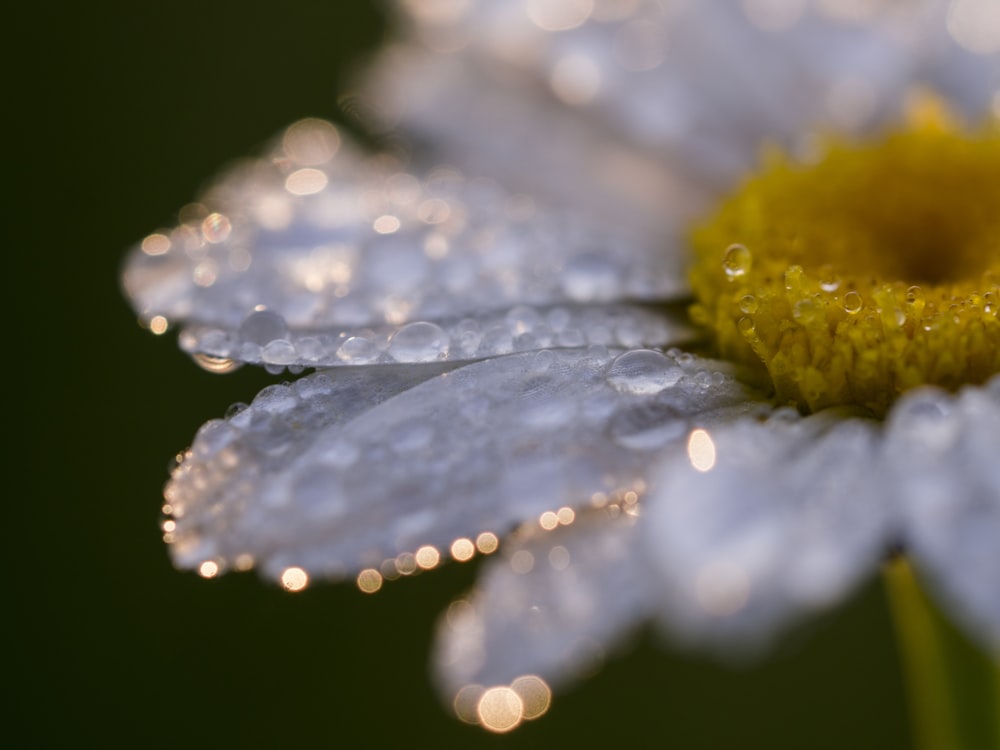 fotografia de foco seletivo de flor de margarida branca