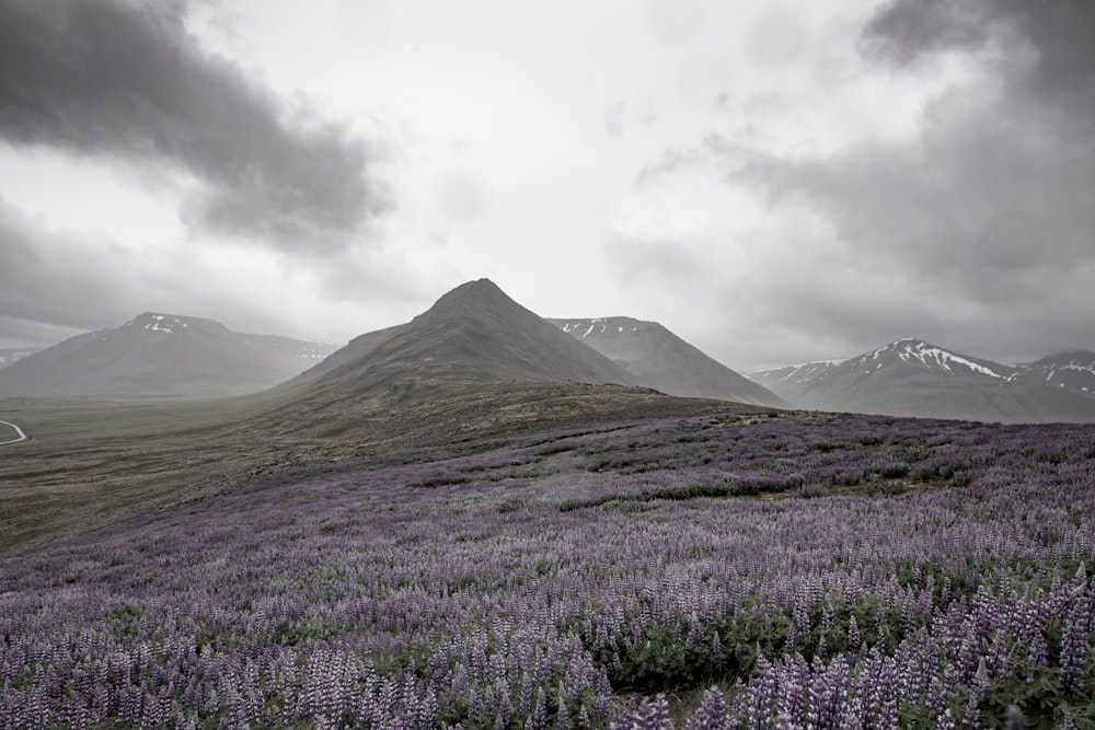 pradera de flores púrpuras cerca de las montañas
