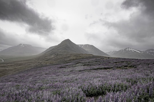 purple flower meadow near mountains in Westfjords Region Iceland
