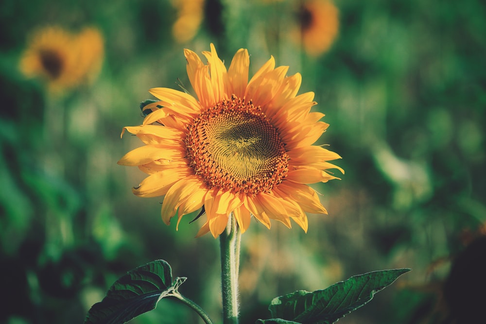 fotografia a fuoco superficiale del girasole