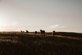 herd of cows on grassland during daytime
