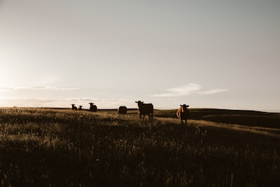herd of cows on grassland during daytime