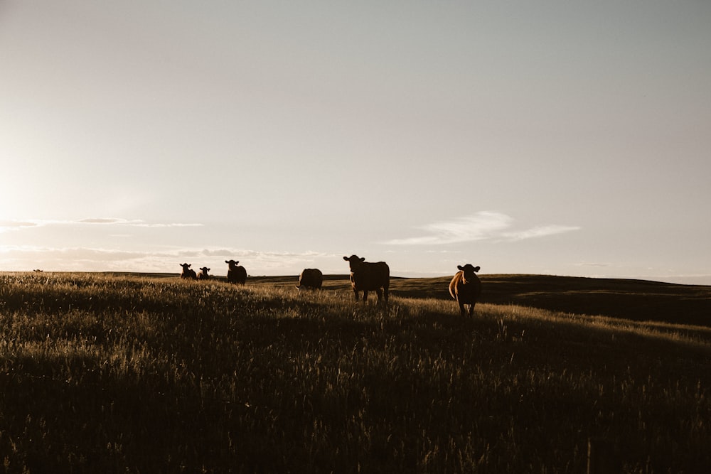 herd of cows on grassland during daytime