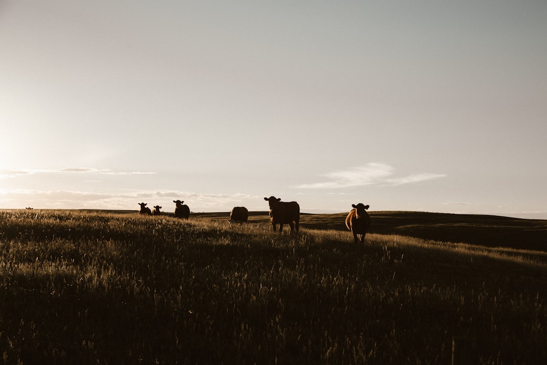 travelers stories about Plain in Three Hills, Canada