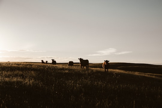 herd of cows on grassland during daytime in Three Hills Canada