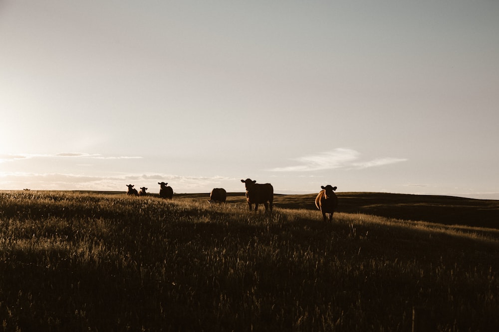 昼間の草原での牛の群れ