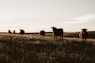 herd of cows on grassland